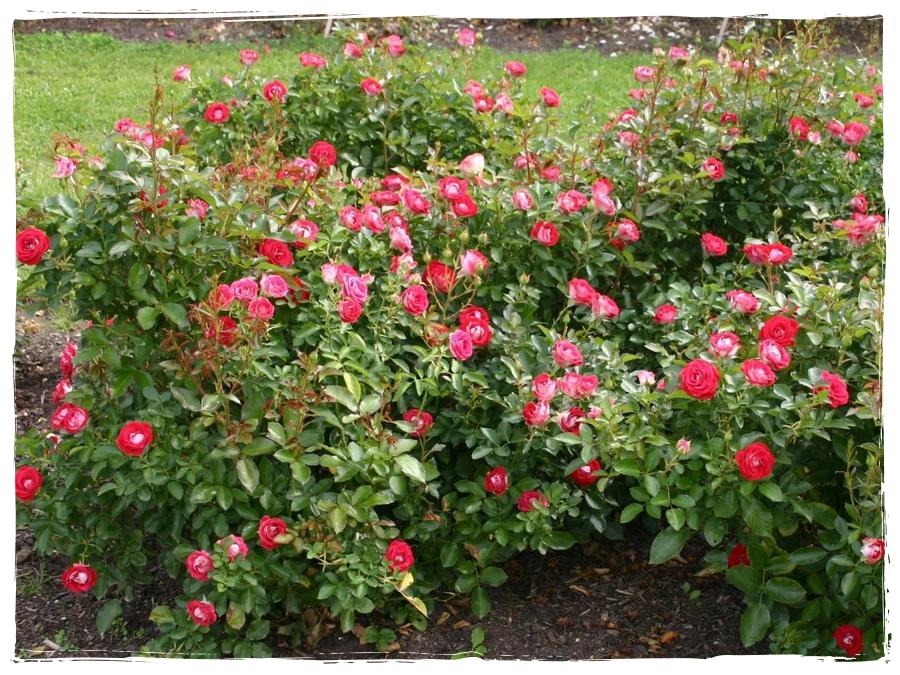 Schone Koblenzerin róże rabatowe